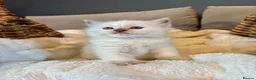 Ragdoll cats for sale: GCCF Registered Lilac Ragdoll Kitten  in Market Rasen - Advert 5