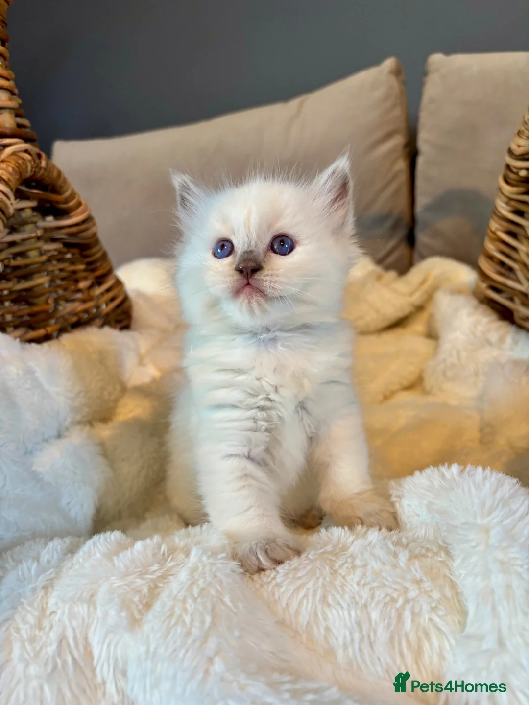 Ragdoll cats for sale: GCCF Registered Lilac Ragdoll Kitten  in Market Rasen - Advert 5