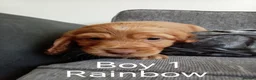 Cocker Spaniel dogs for sale: 5 Beautiful Golden Cocker Spaniel Puppies - Advert 12