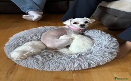 Maltese dogs for sale: ✨Adorable Maltese Puppies – Ready Soon! ✨ - Image 5