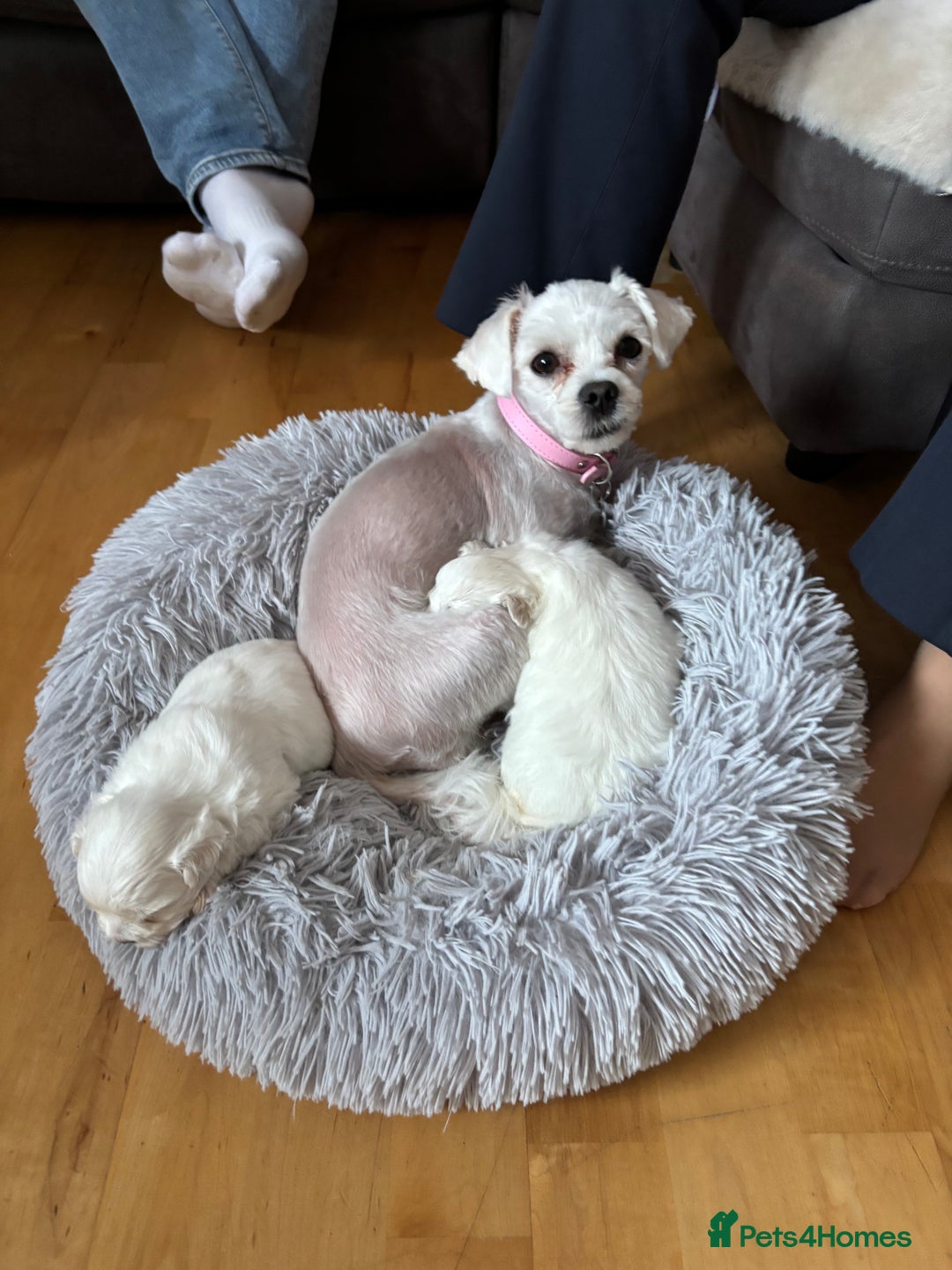 Maltese dogs for sale: ✨Adorable Maltese Puppies – Ready Soon! ✨ - Image 5