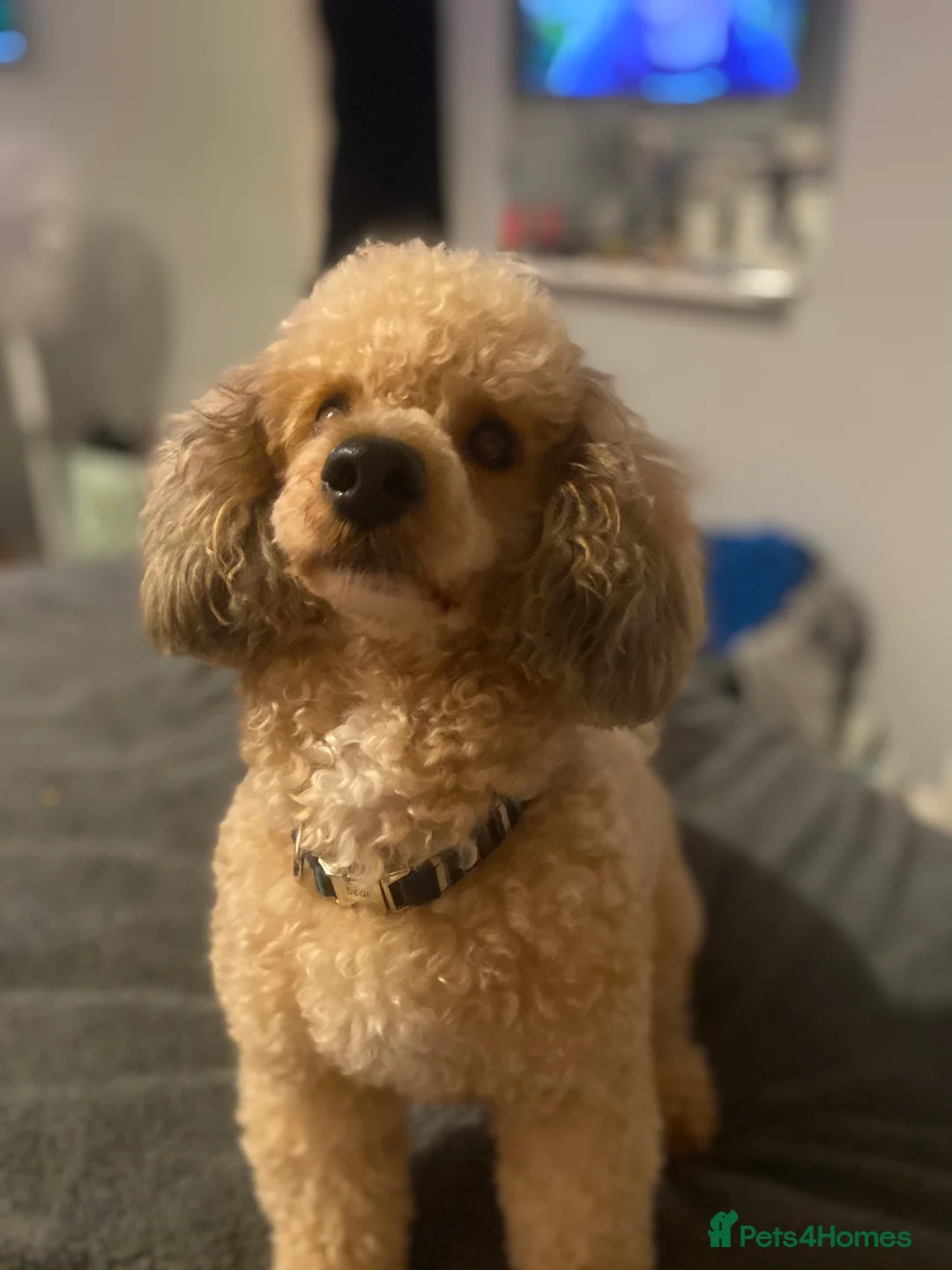 Poodle dogs for stud: 🏆PROVEN🏆sable miniature poodle health tested in Havant - Advert 4