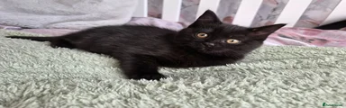 British Shorthair Kitten 1