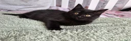 British Shorthair cats for sale: Kittens - Advert 3