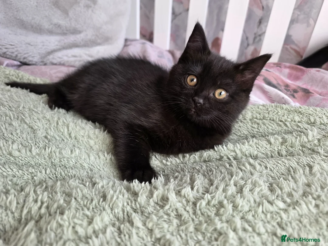 British Shorthair cats for sale: Last kitten left- Female- - Advert 2