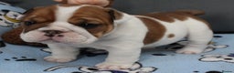 English Bulldog dogs for sale: English Bulldog Boy, 14 Weeks For Sale - Advert 10