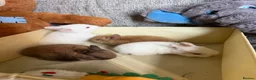 Mixed Breed rabbits for sale: ✨🐇Cute Mixed Breed Baby Bunnies Available😍🐇 - Advert 15
