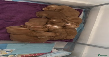 Cocker Spaniel dogs - Advert 13