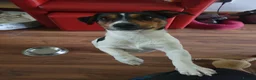 Jack Russell dogs for stud: Chip (the stud) - Advert 6