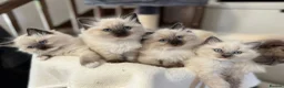 Ragdoll cats for sale: Ragdoll Kittens - Advert 4
