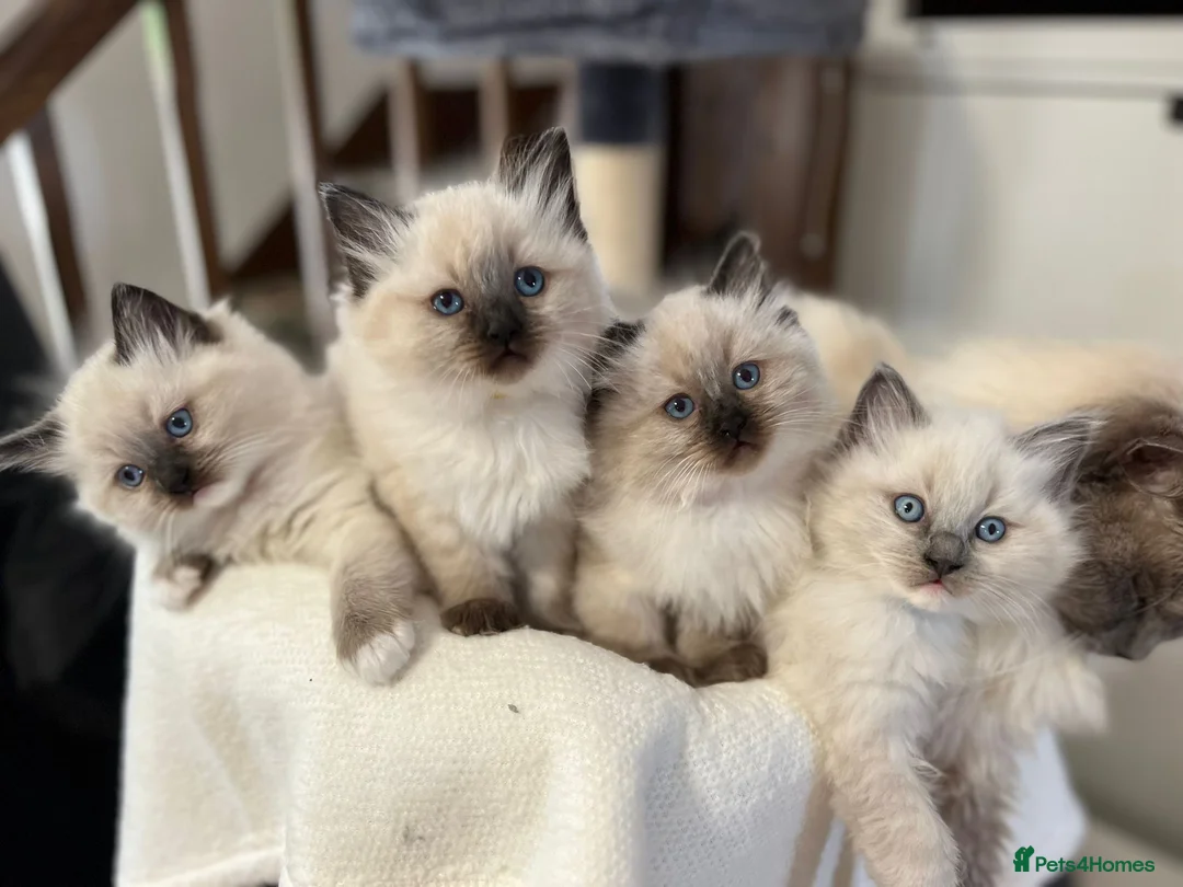 Ragdoll cats for sale: Ragdoll Kittens - Advert 4