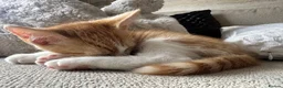 Mixed Breed cats for sale: Beautiful boy and girl kittens - Advert 5