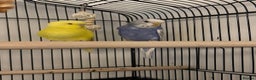 Budgerigars birds for sale: Budgies for sale , around 3-4 months old.  - Advert 3