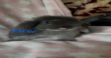 Mini Lop rabbits - Advert 1