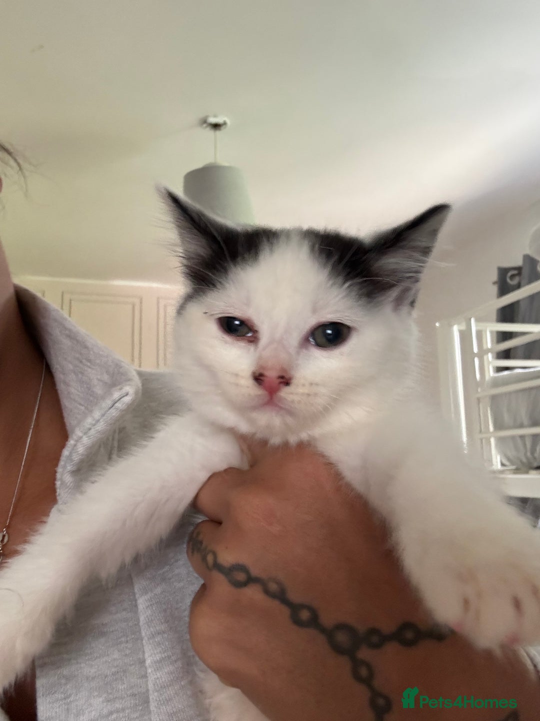 Russian Blue cats for sale: Mixed Russian blue  - Image 3