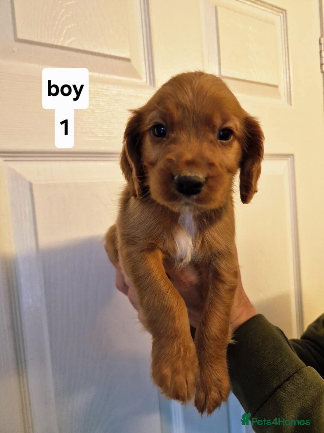 Cocker Spaniel dogs for sale: Excellent pedigree cocker spaniels  - Advert 11