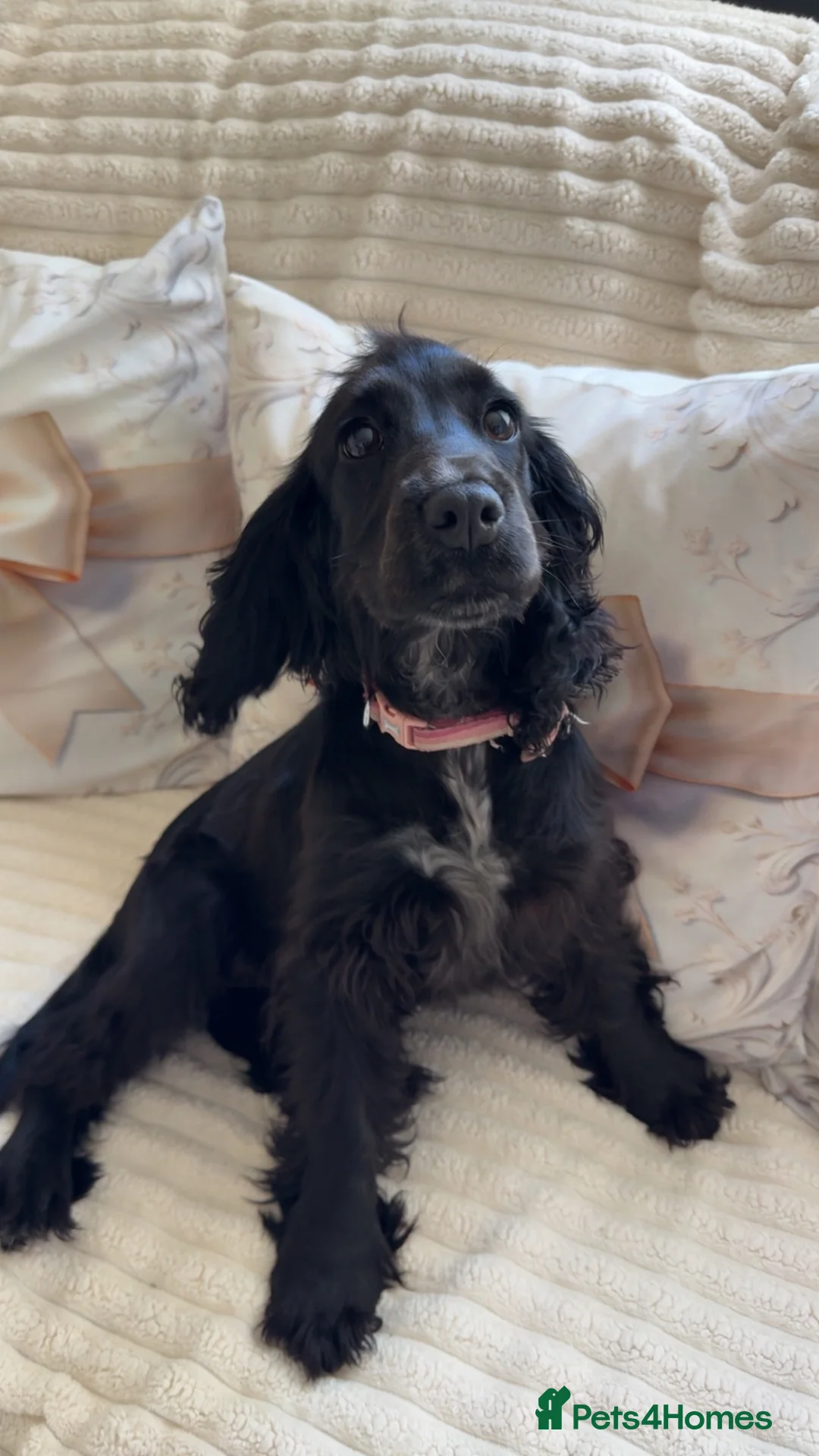 Cocker Spaniel dogs for sale: 8 month old show cocker spaniel girl - Advert 2