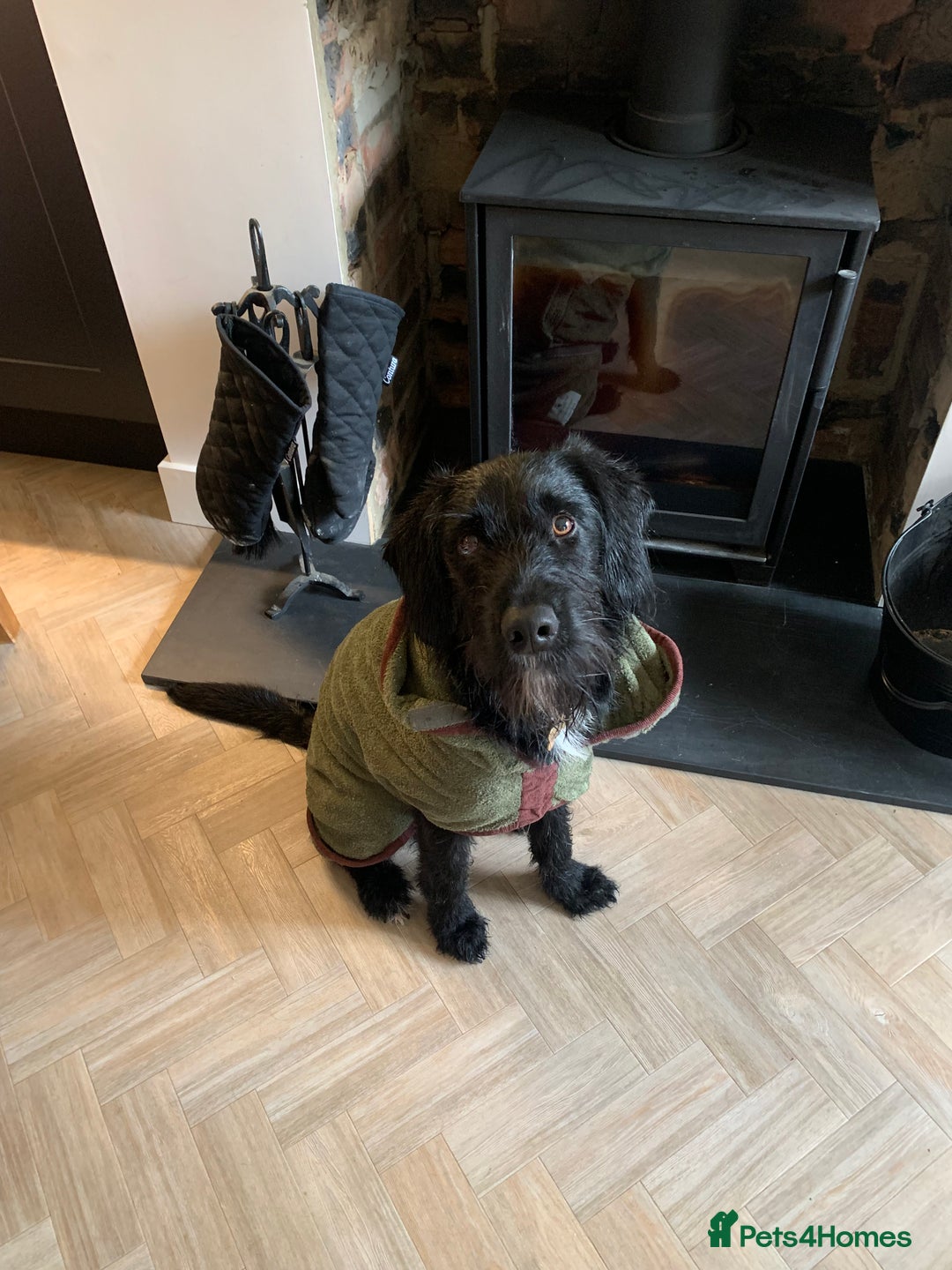 Labradoodle dogs for stud: F1b Miniature Labradoodle (Fully Health Tested) - Advert 22