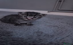 British Shorthair cats for sale: 4 beautiful tabby girl kittens  - Image 9