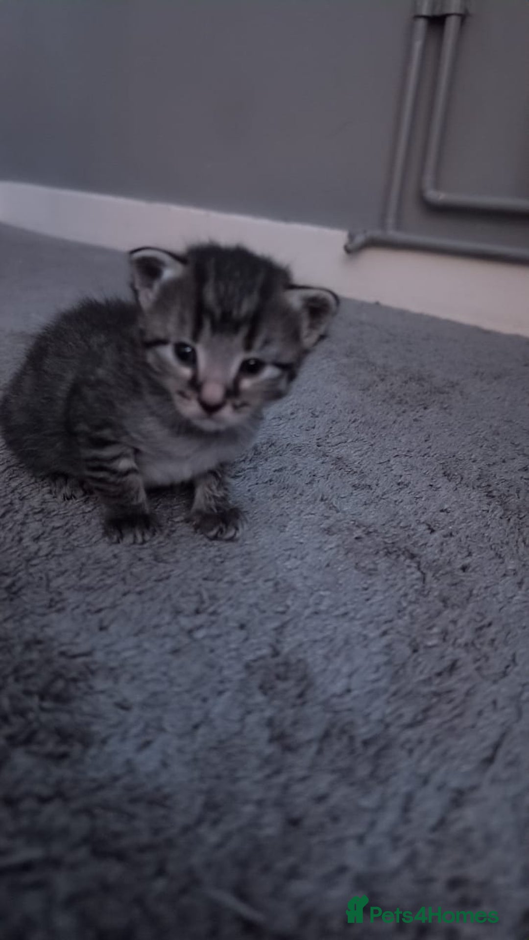 British Shorthair cats for sale: 4 beautiful tabby girl kittens  - Image 9