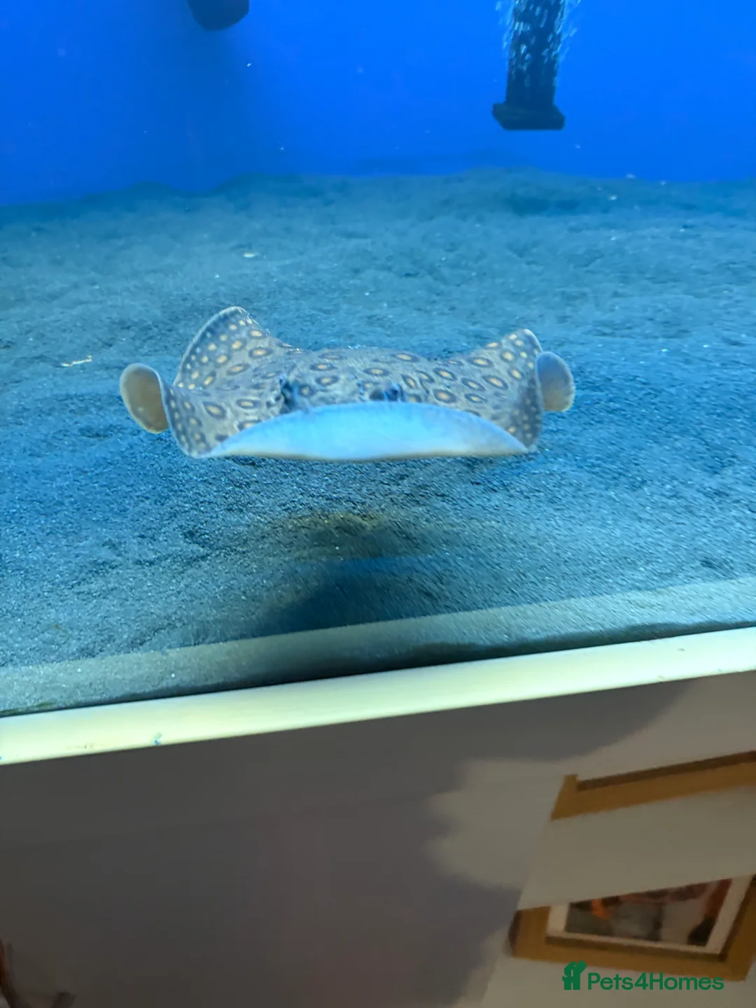 Other/Mixed Breed fish for sale: Stingray for sale!! - Advert 4