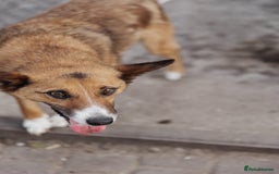 Mixed Breed dogs for adoption: 💖🐶 CLEO 🐶💖 - Image 15