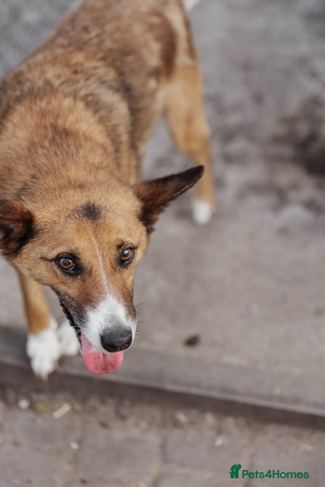 Mixed Breed dogs for adoption: 💖🐶 CLEO 🐶💖 - Image 15