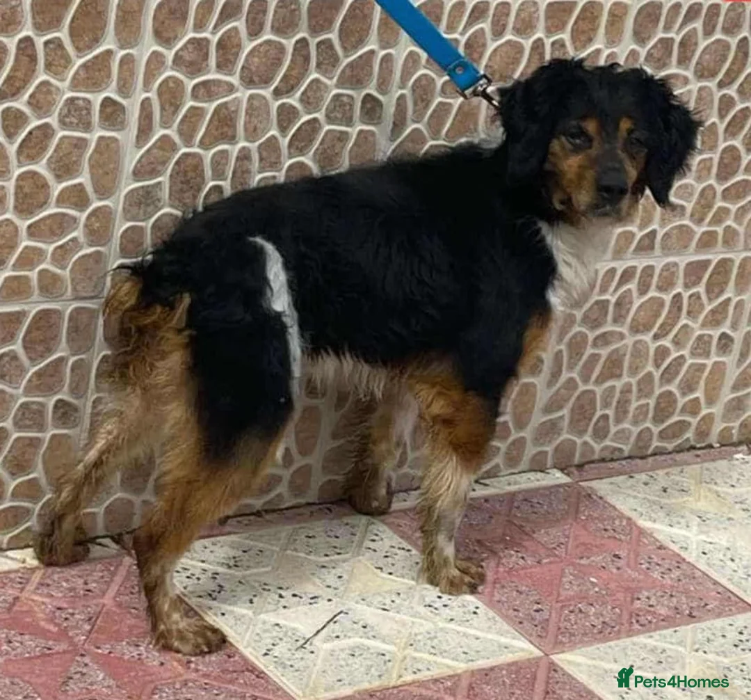 Brittany Spaniel dogs for adoption: Sweet Imani loves everybody! Reading, Berkshire in Reading - Advert 4