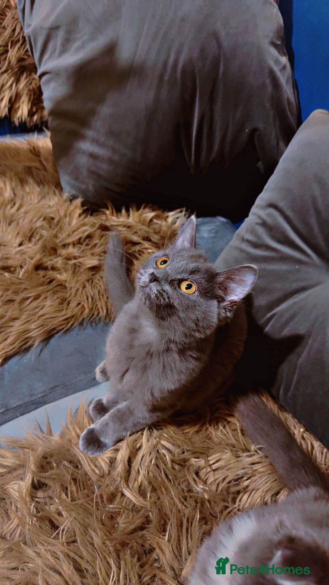 Scottish Fold cats for sale: 2 left Beautiful Scottish fold🧸🌹 - Advert 4