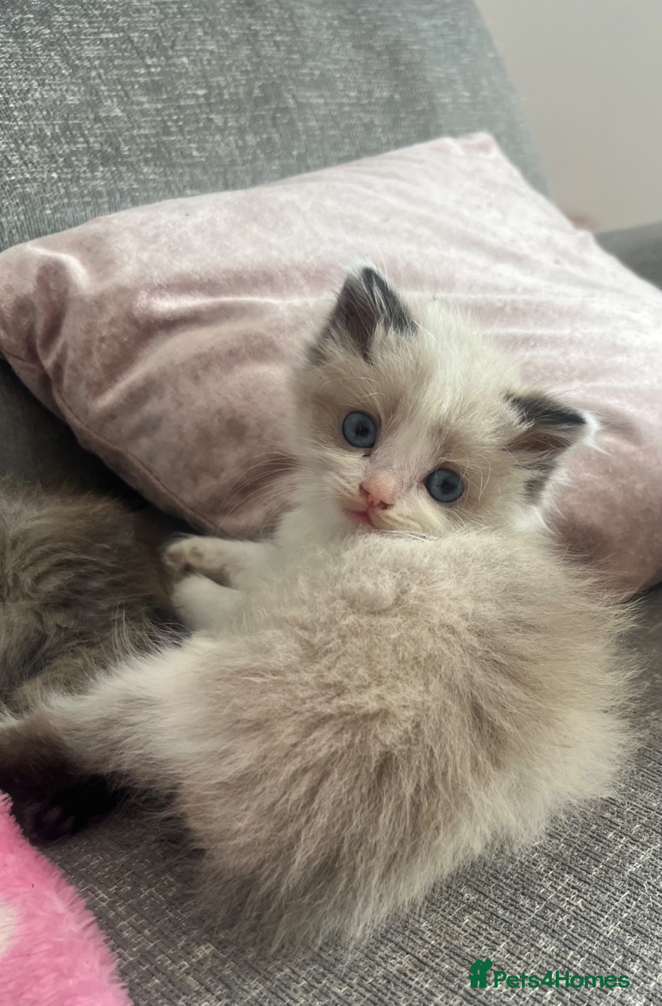 Mixed Breed cats Ragdoll cross Maine coon/exotic Persian  - Advert 22