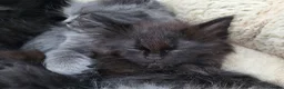 Mixed Breed cats for sale: Beautiful Maine Coon x Ragdoll Kittens for Sale - Advert 16