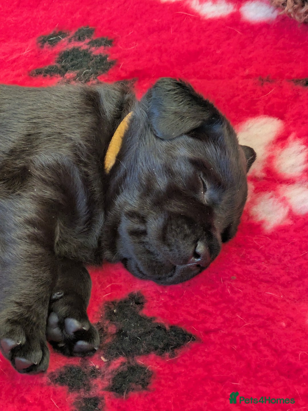 Labrador Retriever dogs for sale: Stunning chunky kc reg pups, parents health tested - Advert 9