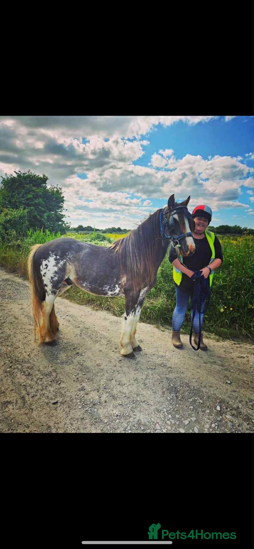 Irish Cob horses for sale: Blagdon cob - Image 10