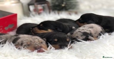 Miniature Dachshund dogs Ready to leave 20th of December🥰🐾 - Advert 11