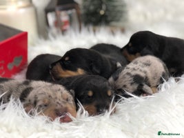 Miniature Dachshund dogs Ready to leave 20th of December🥰🐾 - Advert 6