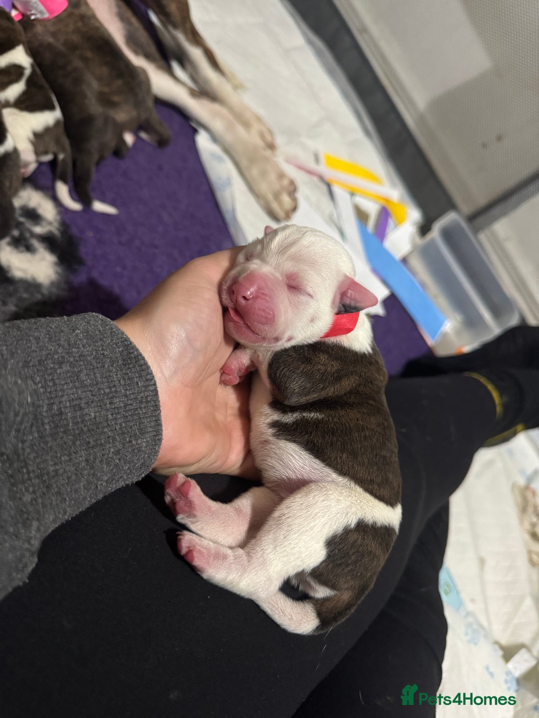 Mixed Breed dogs for sale: American bulldog cross Staffy pups - Image 5