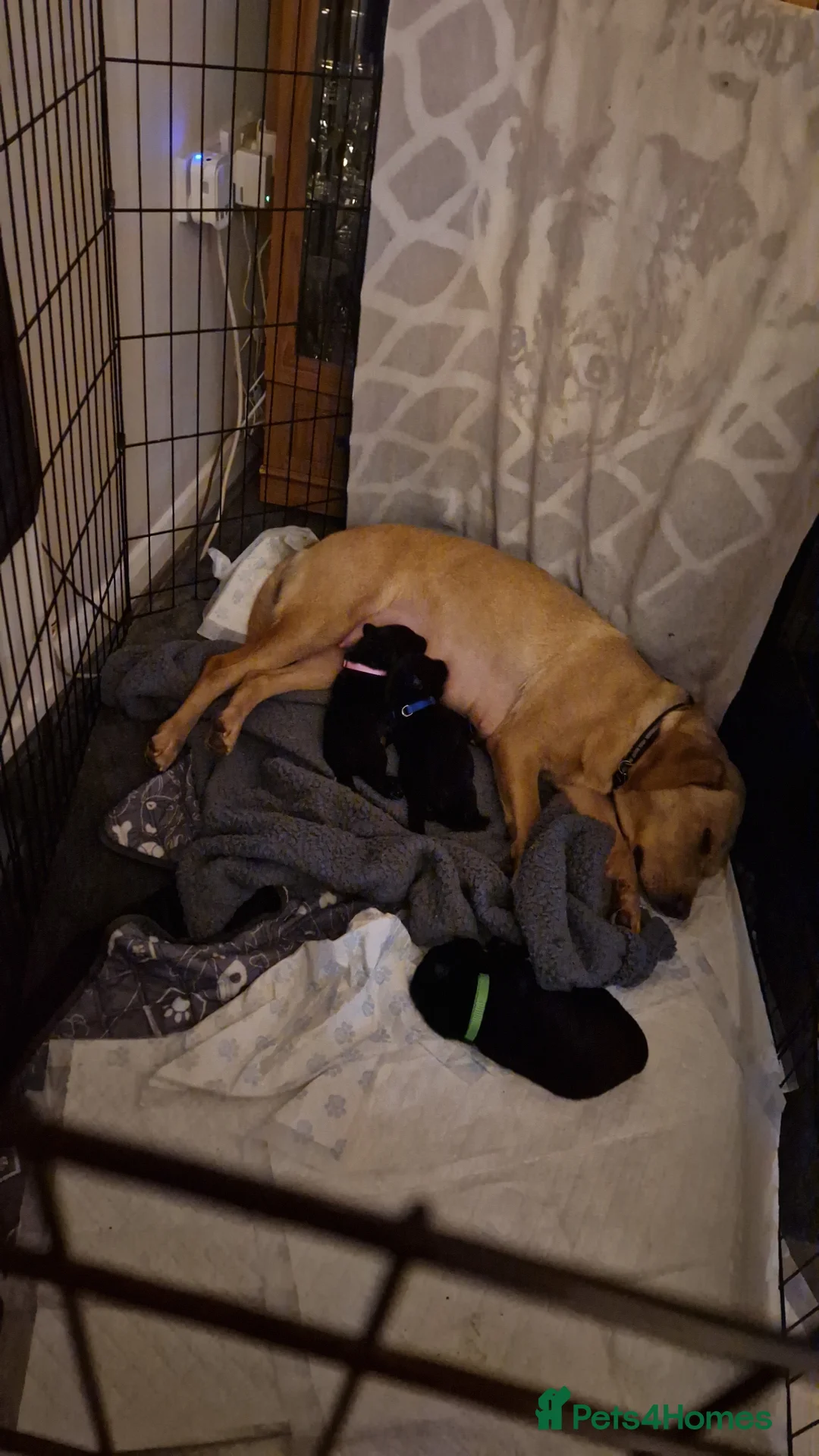 Sheprador dogs for sale: Sheprador puppies - Advert 1