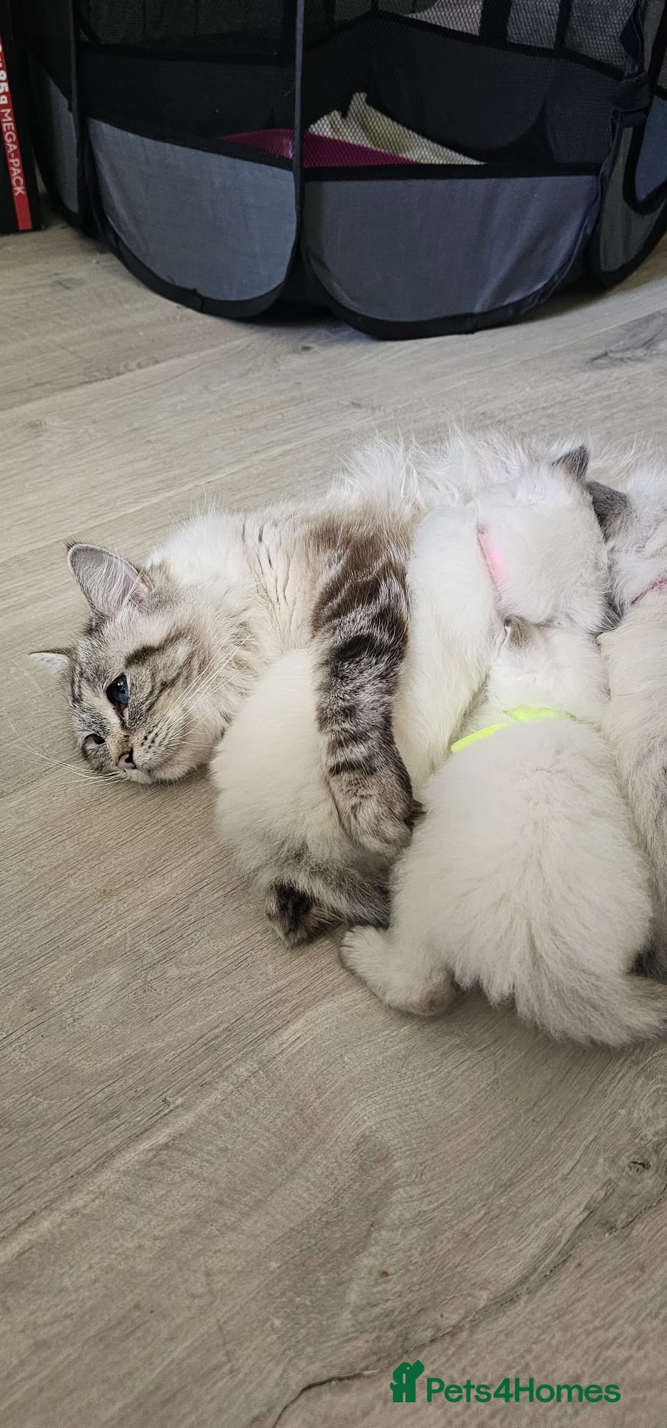 Ragdoll cats Stunning Ragdoll Kitten's  - Advert 3