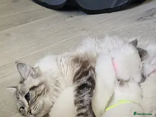 Ragdoll cats Stunning Ragdoll Kitten's - Advert 1