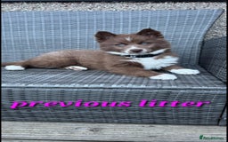 Siberian Husky dogs for sale: Wooly Siberian Husky - Image 8