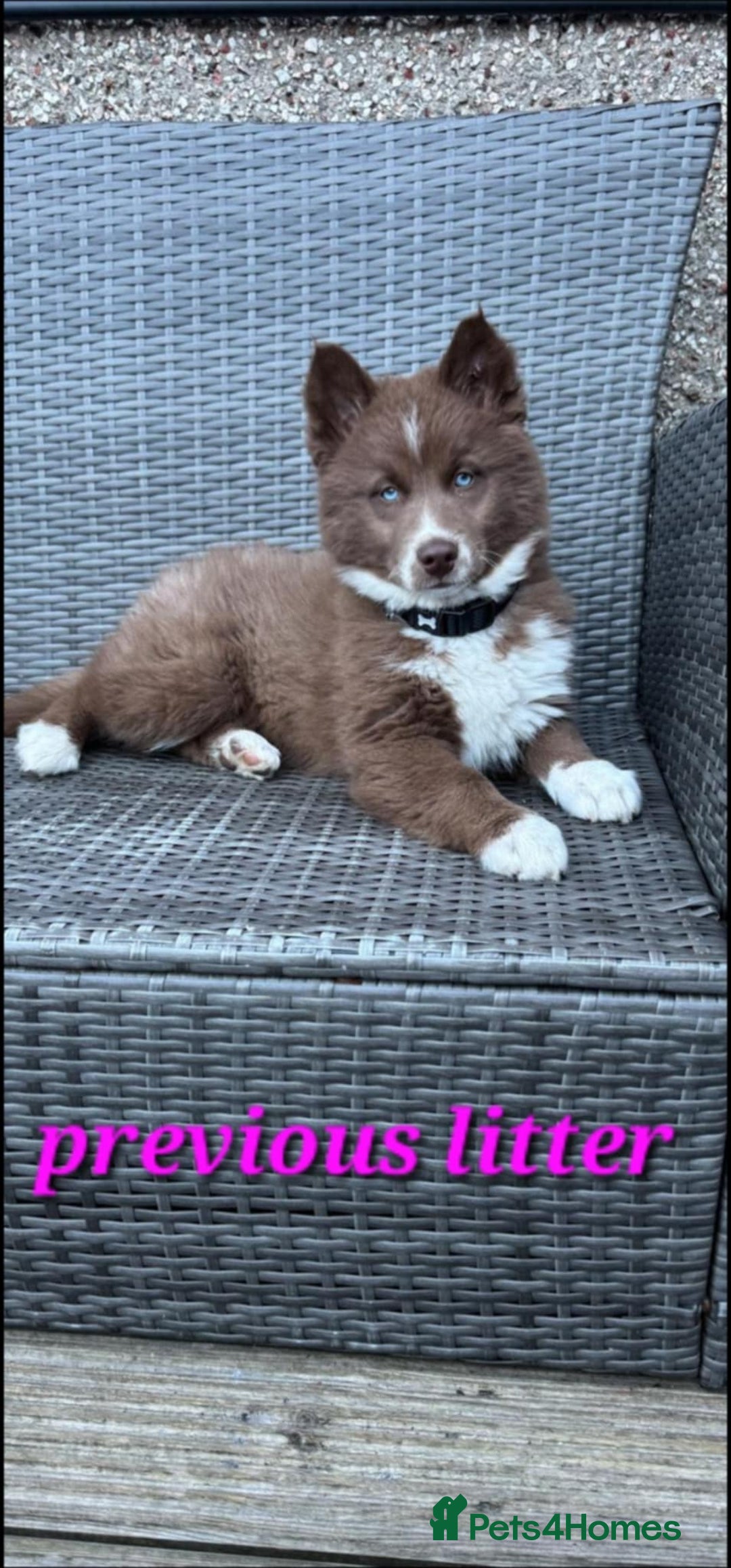 Siberian Husky dogs for sale: Wooly Siberian Husky - Image 8