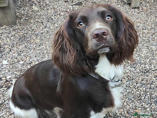 English Springer Spaniel dogs - Advert 24