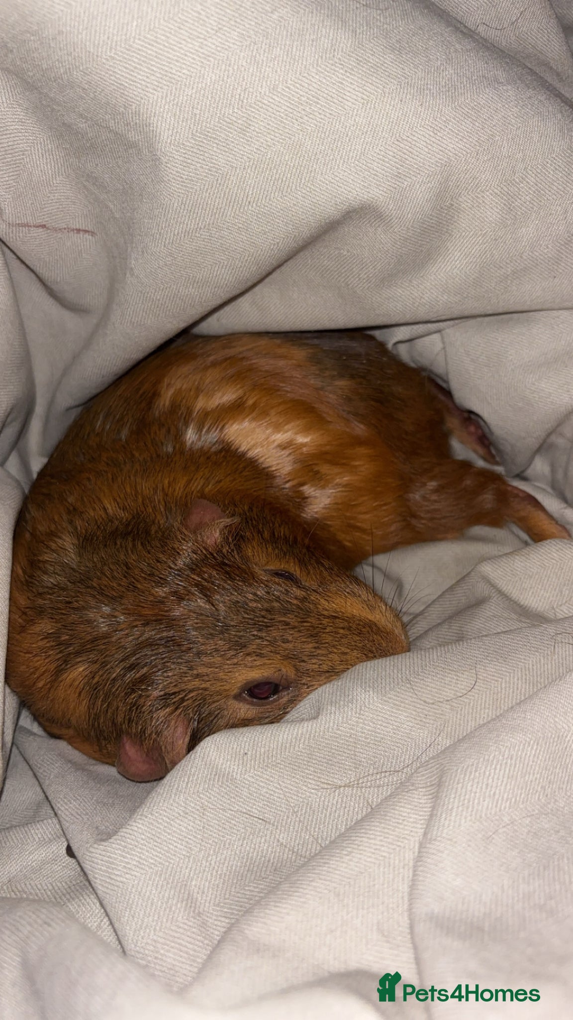 Guinea Pig rodents Two female guinea pigs  - Advert 1