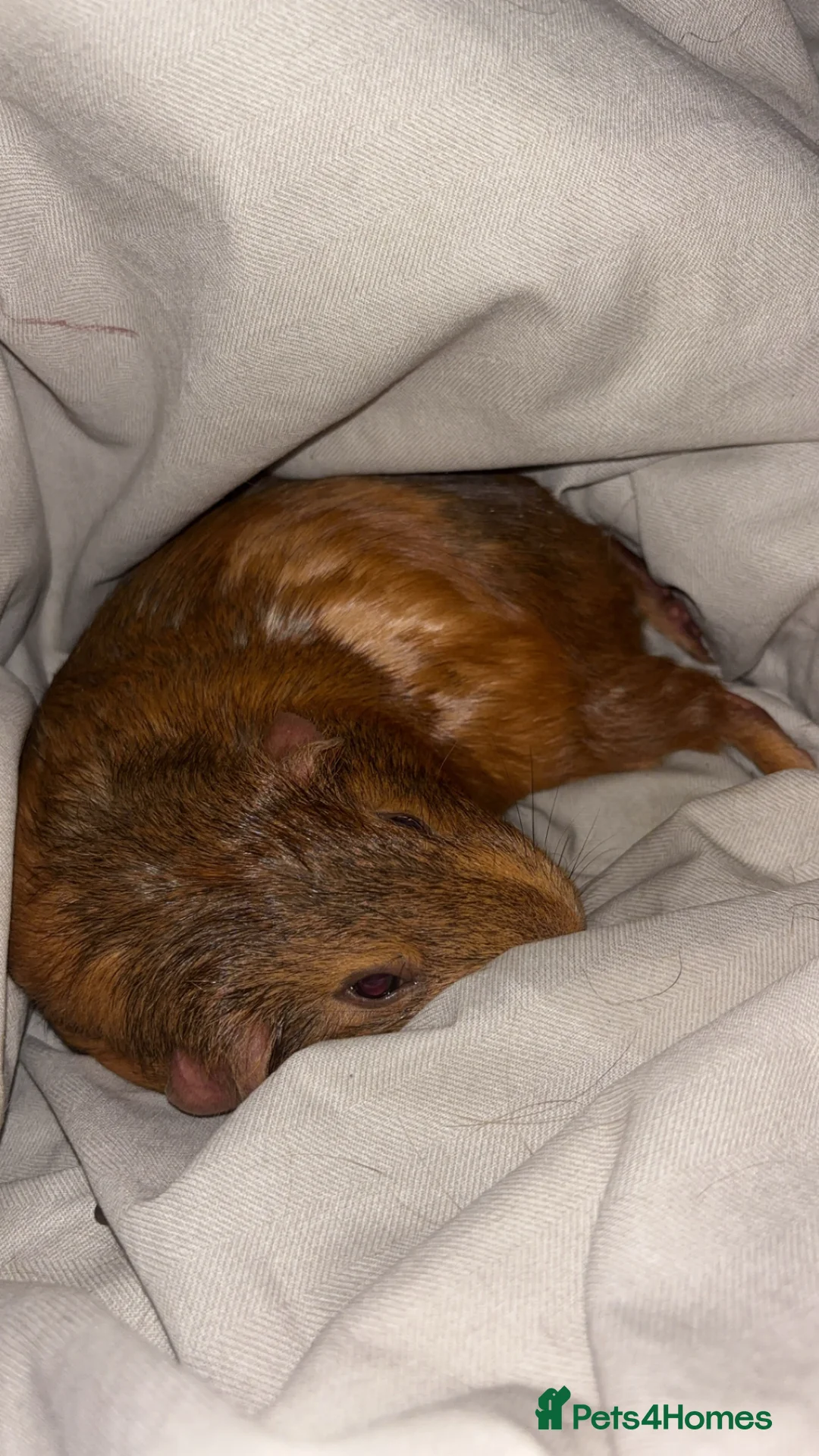 Guinea Pig rodents for sale: Two female guinea pigs  in Cardiff - Advert 1