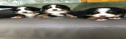 Bernese Mountain Dog dogs for sale: Stunning Bernese mountain puppies - Advert 11