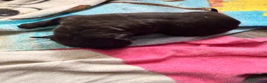 Puppy Black
