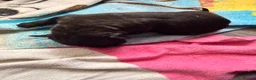 Cane Corso dogs for sale: Cane corso puppies for sale - Advert 34