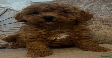 Cavapoo dogs - Advert 3