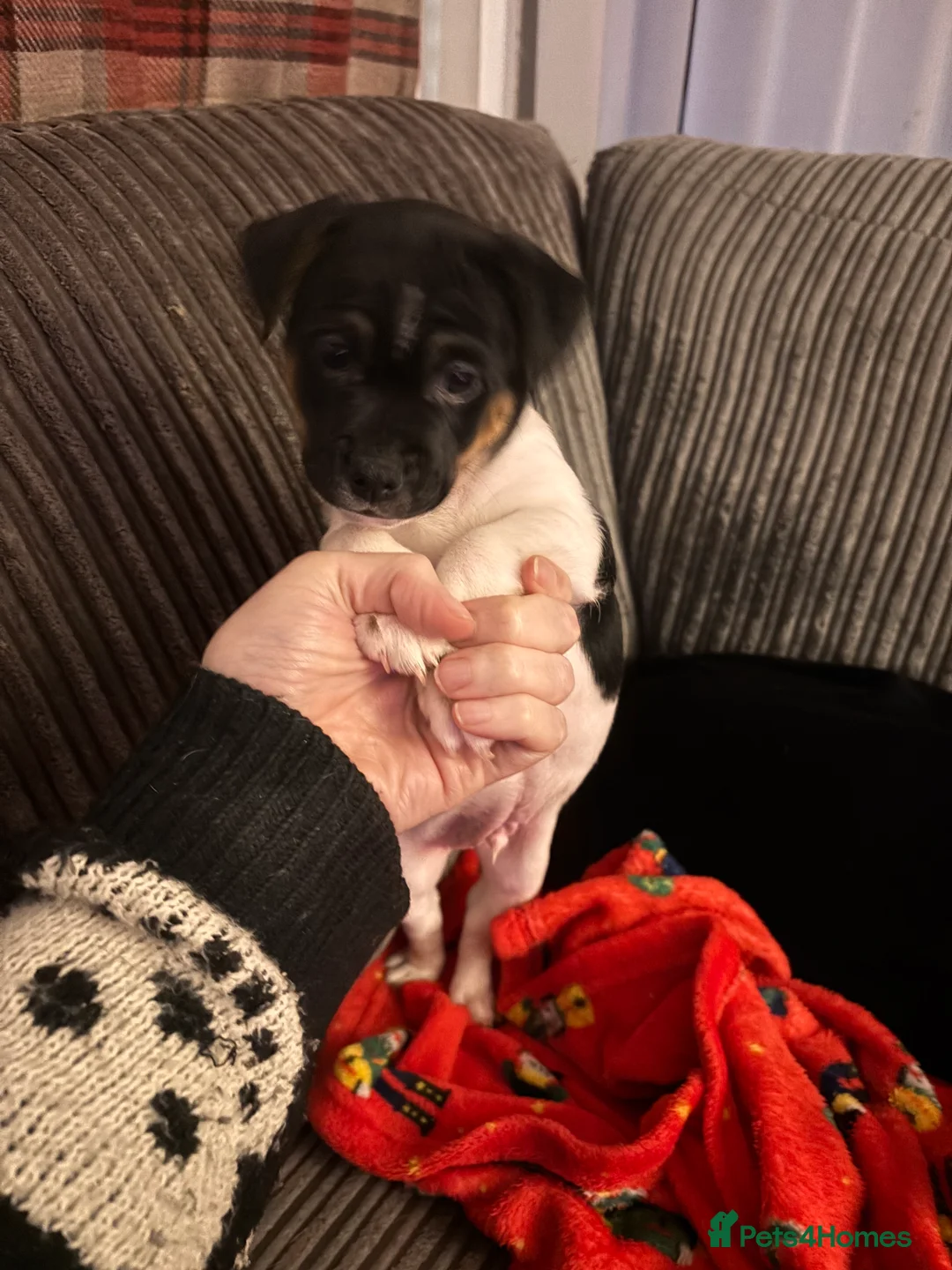 Mixed Breed dogs for sale: Jug cross puppy  - Advert 1