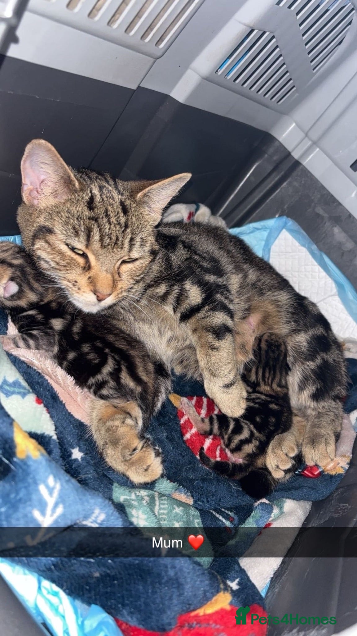 Mixed Breed cats 2 gorgeous Male kittens💙😍 - Advert 11